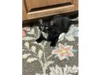 Adopt Tippy a Black & White or Tuxedo Domestic Mediumhair (medium coat) cat in