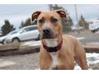 Adopt Spring a Tan/Yellow/Fawn - with White American Pit Bull Terrier / Mixed