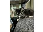 Adopt Boots a Black & White or Tuxedo Domestic Mediumhair (medium coat) cat in