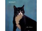 Adopt Wicket a Domestic Shorthair / Mixed (short coat) cat in Newberg