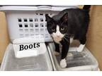 Adopt Boots a Domestic Shorthair / Mixed (short coat) cat in Vineland