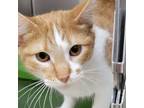 Adopt Zorro a Orange or Red (Mostly) Domestic Shorthair (short coat) cat in