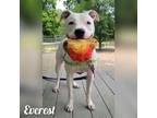 Adopt Everest a White American Pit Bull Terrier / Mixed dog in Batavia