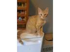 Adopt Dune a Orange or Red Domestic Shorthair (short coat) cat in Bronson