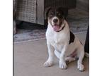 Adopt Lever a Mastiff dog in Vail, AZ (38149887)