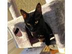 Adopt Currituck a All Black Domestic Shorthair / Mixed (short coat) cat in