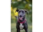 Adopt Nutella - Tripod a Mountain Cur / Mixed Breed (Medium) / Mixed dog in