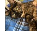 Adopt Jodi a Tortoiseshell Domestic Shorthair / Mixed cat in Ridgeland
