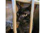 Adopt Mason a All Black Domestic Shorthair / Mixed cat in Sand Springs