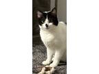 Adopt Misty a White Domestic Shorthair / Mixed (short coat) cat in St.