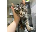 Adopt Nala a Brown Tabby Domestic Shorthair / Mixed cat in St.