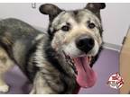 Adopt Griz a Gray/Silver/Salt & Pepper - with Black Husky / Mixed dog in