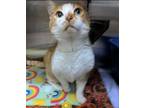 Adopt Norwex a Orange or Red Domestic Shorthair / Domestic Shorthair / Mixed cat