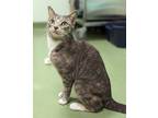 Adopt Eclipse a Gray or Blue Domestic Shorthair / Domestic Shorthair / Mixed cat