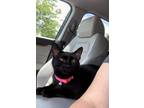 Adopt Pascha a Black (Mostly) Domestic Shorthair (short coat) cat in Columbus