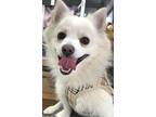 Adopt Kyle a White - with Tan, Yellow or Fawn American Eskimo Dog / Pomeranian /