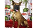 Adopt Brunson a Brown/Chocolate Shepherd (Unknown Type) / Mixed dog in Yuma