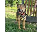 Adopt Venus a Tan/Yellow/Fawn Shiba Inu / Jindo / Mixed dog in Toronto