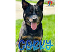 Adopt Corky a Black Australian Cattle Dog / Mixed dog in Grand Island