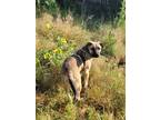 Adopt Regal a German Shepherd Dog dog in Castle Rock, CO (38241581)
