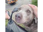 Adopt Luna a Labrador Retriever / Mixed dog in La Crosse, WI (38127322)