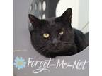 Adopt Scotty (bonded with Shiloh) a All Black Domestic Shorthair / Domestic