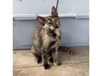 Adopt Cinnabon a All Black Domestic Shorthair / Mixed cat in Foley