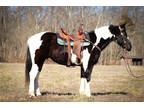 Flashy Loud Colored Black & White Tobiano Paint Crossbred Gelding, Trail Ridden