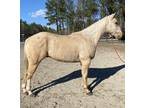 AQHA Palomino gelding