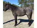 AQHA Blue roan