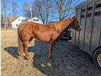 2020 Chestnut AQHA Gelding - Sweet, Willing Gelding - 60 Days of Riding