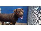 Adopt BOSS a Brown/Chocolate Mixed Breed (Medium) / Mixed dog in Greenville