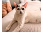 Adopt June Bug a Calico or Dilute Calico Turkish Van (short coat) cat in Santa