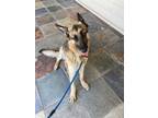 Adopt Gus a Brown/Chocolate - with Black German Shepherd Dog / Mixed Breed