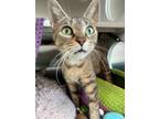 Adopt Bonita (bonded with Latte) a Brown or Chocolate Domestic Shorthair /