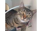 Adopt Tyga a Tan or Fawn Tabby Domestic Shorthair / Mixed cat in Meridian