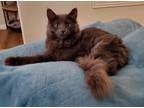 Adopt PRECIOUS a Domestic Mediumhair (long coat) cat in Calimesa, CA (36123328)