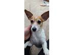 Adopt Wattson a Tan/Yellow/Fawn - with White Jack Russell Terrier / Mixed dog in