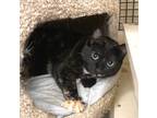 Adopt Candy a Tortoiseshell Domestic Shorthair (short coat) cat in Alamo