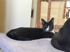 Adopt Pretzel a Gray or Blue (Mostly) Domestic Shorthair (short coat) cat in