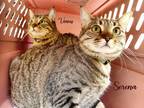 Adopt Serena & Venus a Brown Tabby Domestic Shorthair (short coat) cat in