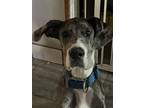 Adopt Dane a Merle Great Dane / Mixed dog in Queen Creek, AZ (38126622)