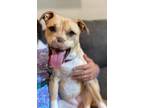 Adopt Emerald - Adoption Pending! a Tan/Yellow/Fawn Pit Bull Terrier / Mixed