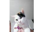 Adopt Karen a White Domestic Shorthair / Domestic Shorthair / Mixed cat in