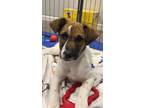 Adopt Piper a Tricolor (Tan/Brown & Black & White) Foxhound / Mixed dog in