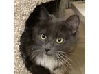 Adopt Cream Puff a Gray or Blue (Mostly) Domestic Longhair (long coat) cat in