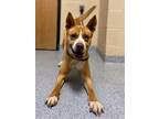 Adopt Cypher a Tan/Yellow/Fawn Mixed Breed (Large) / Mixed dog in Reidsville