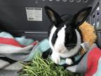 Adopt Tokyo (& Milo) a White Dutch / Mixed rabbit in Holiday, FL (38126051)