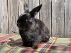 Adopt Milo (& Tokyo) a Black Dwarf rabbit in Holiday, FL (38126053)