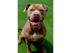 Adopt Mr Gray a Tan/Yellow/Fawn American Pit Bull Terrier / Mixed dog in Newport